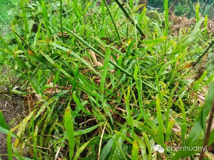 23,飞天蜈蚣:大飞天蜈蚣,漆树科大飞天蜈蚣,以茎,叶入药.