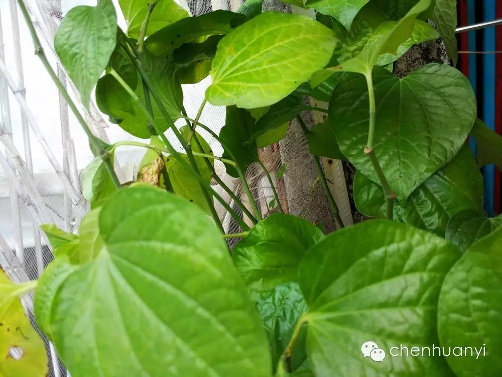 是一种多年生藤蔓植物,叶片厚大,色泽浓绿,气味芳香,遮荫及观赏效果