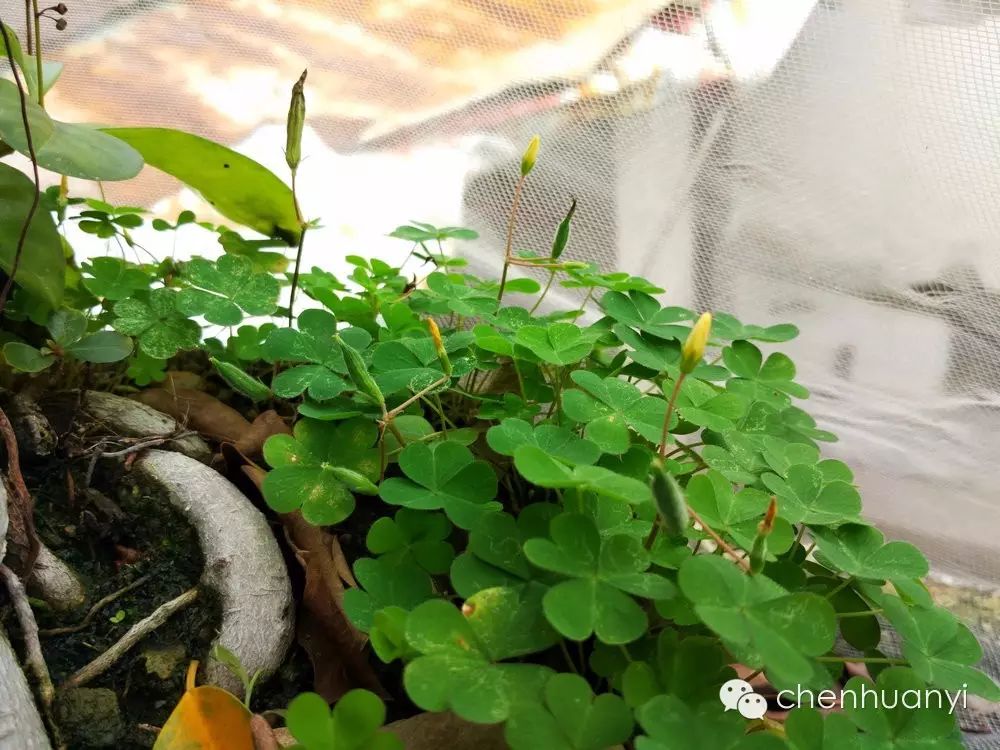 潮汕常见植物《田心街巷田野植物100种》名称和功效