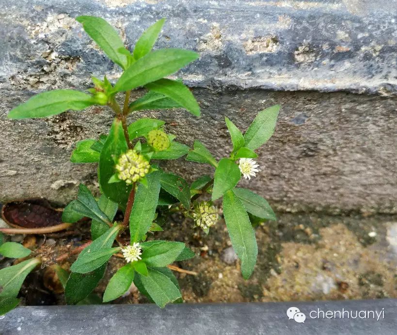 18,白花珠草:白花甏蜞草,潮汕地区别名早莲草,上旱莲,白花甏蜞草味甘