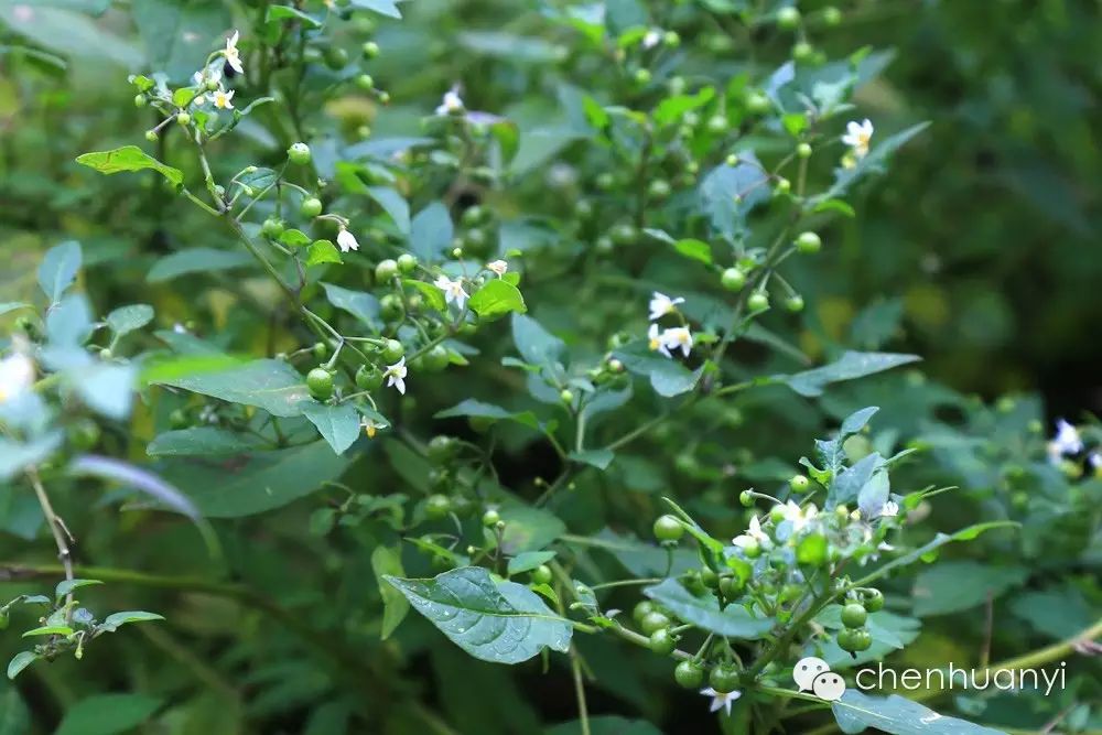 潮汕常见植物《田心街巷田野植物100种》名称和功效