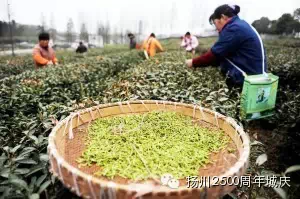 【扬州城的2500年（39）】扬州的中华老字号——绿杨春茶叶坚守老字号的灵魂