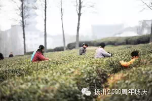 【扬州城的2500年（39）】扬州的中华老字号——绿杨春茶叶坚守老字号的灵魂