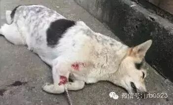 狗肉有毒？靖江及周边“不知名药物”毒狗、偷狗事件频发