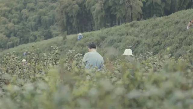 溪皇薏湿茶和溪黄红豆薏湿茶哪个好_黄花黄,茶花香_黄茶