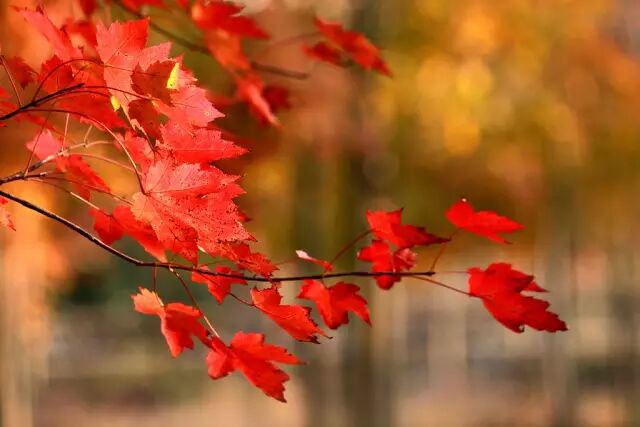 精彩莱西：建设大青岛北部绿色崛起的典范之城