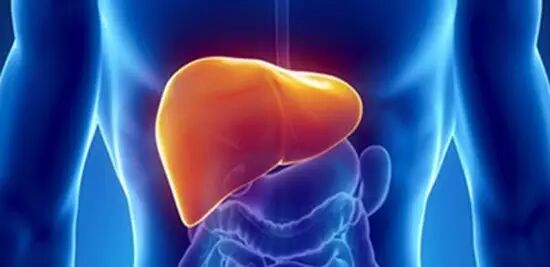 葡萄酒对肝的影响