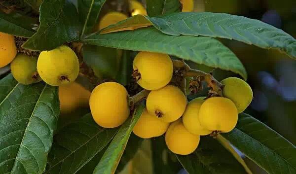 当季水果枇杷功效大攻略，爱吃就多吃