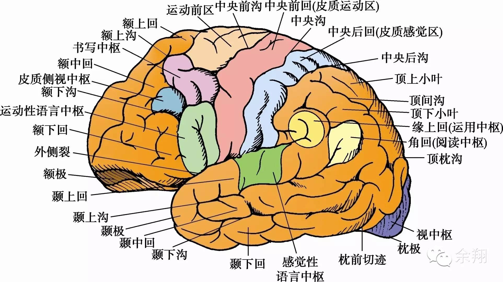 额叶:,额上回,额中回,额下回1.外侧面:以脑梗死,肿瘤和外伤多见