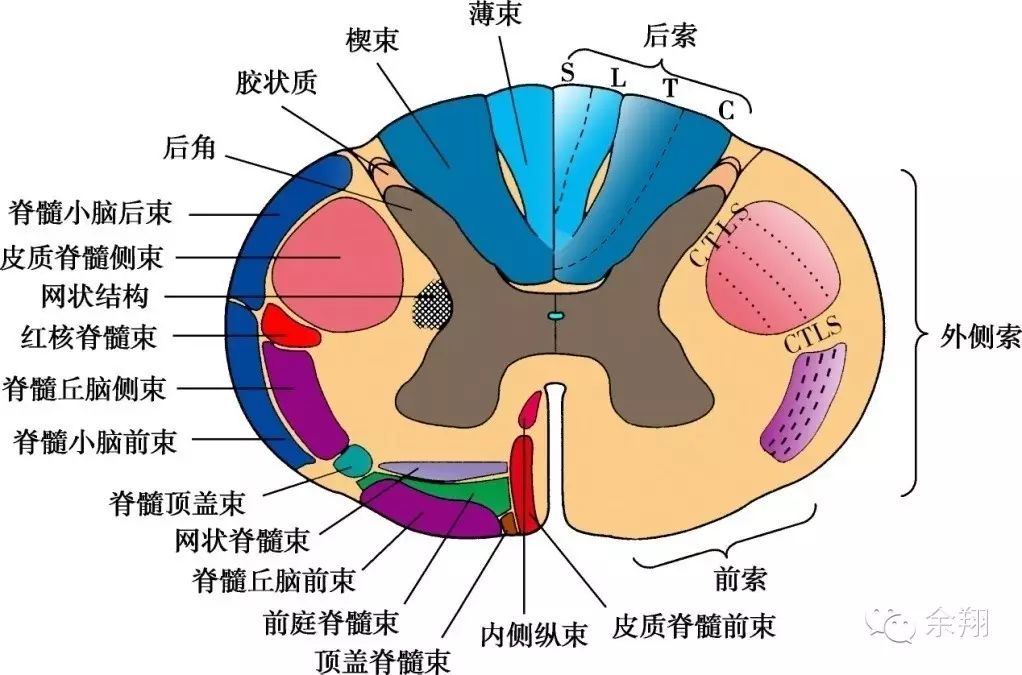 内侧面:以大脑前动脉闭塞和矢状窦旁脑膜瘤多见,病变:对侧膝以下瘫痪