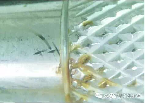 医用器械怎么翻译【专业文章（翻译）】用于清洗消毒器再处理手术器械的水、清洗剂与快干剂_https://www.jmylbn.com_新闻资讯_第2张