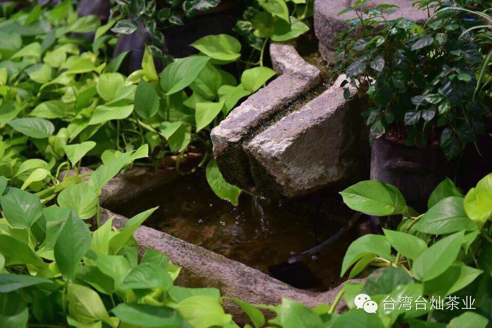 ��Ҷ�방֢�Ĺ�ϵ����