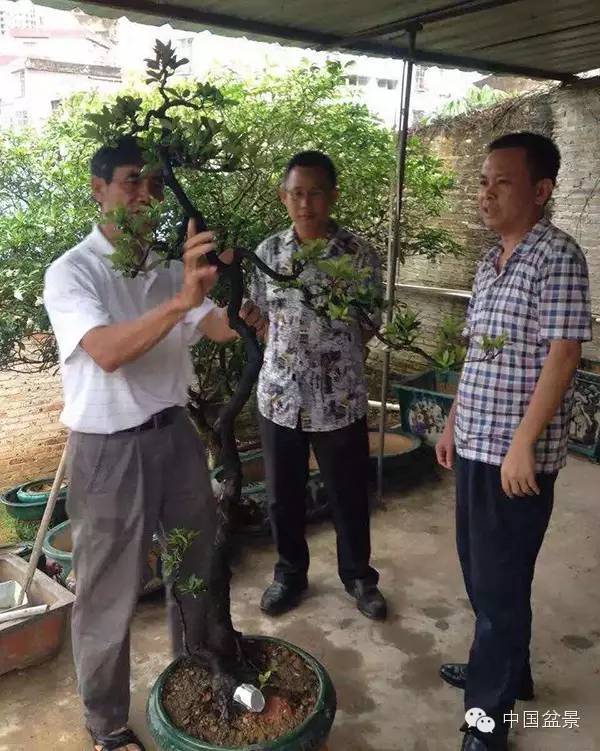 盆景艺术大师韩学年(右)近日造访重庆盆景,指导山城金弹子高杆文人桩