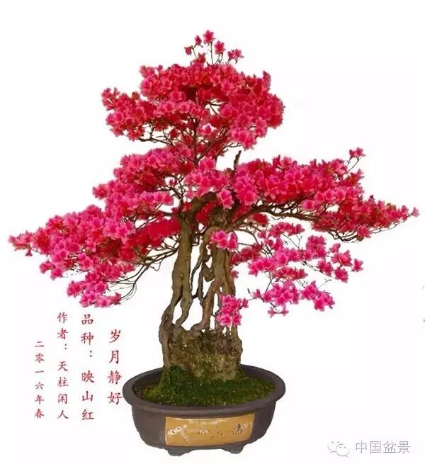 绚丽多彩杜鹃花 盆景养护有诀窍 图片