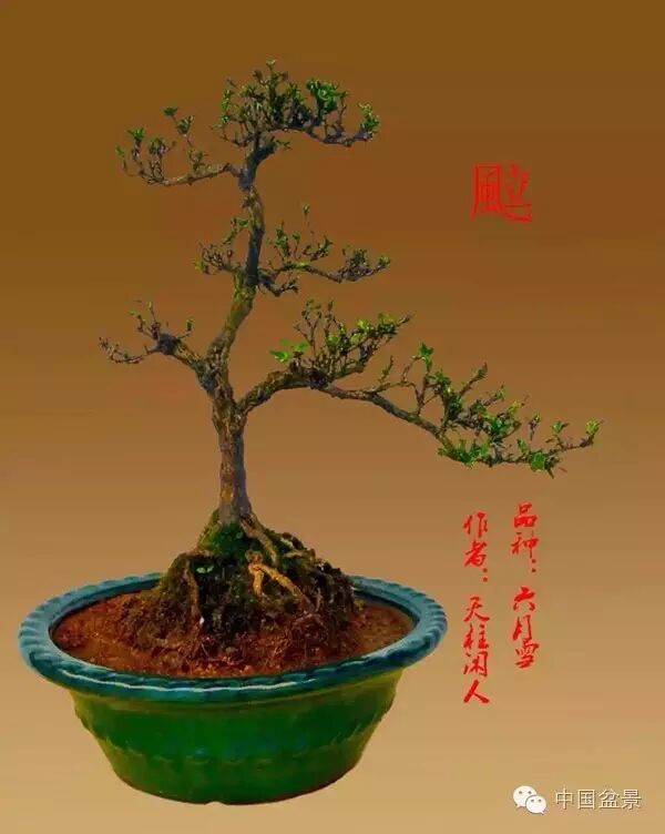 绚丽多彩杜鹃花 盆景养护有诀窍 图片