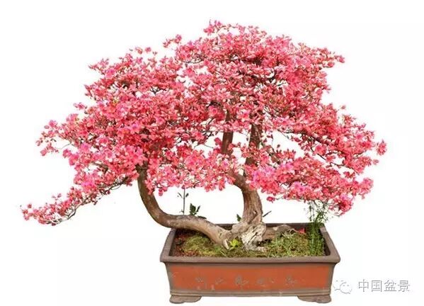 绚丽多彩杜鹃花 盆景养护有诀窍 图片