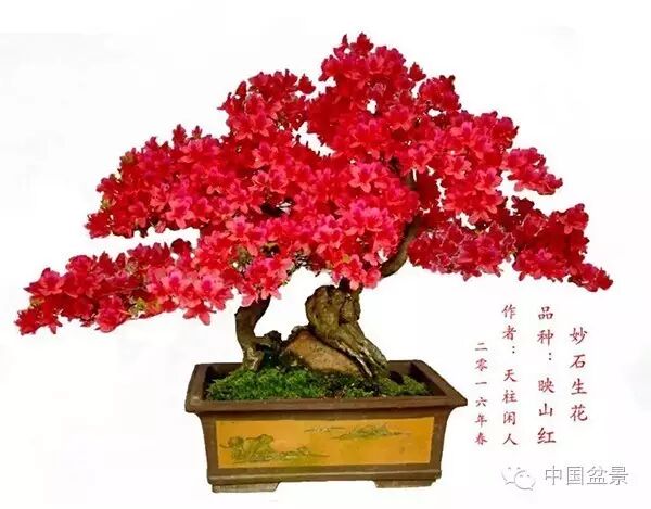 绚丽多彩杜鹃花 盆景养护有诀窍