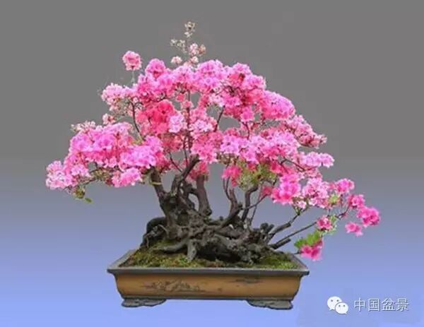 绚丽多彩杜鹃花 盆景养护有诀窍 图片