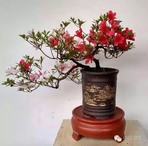 绚丽多彩杜鹃花 盆景养护有诀窍 图片