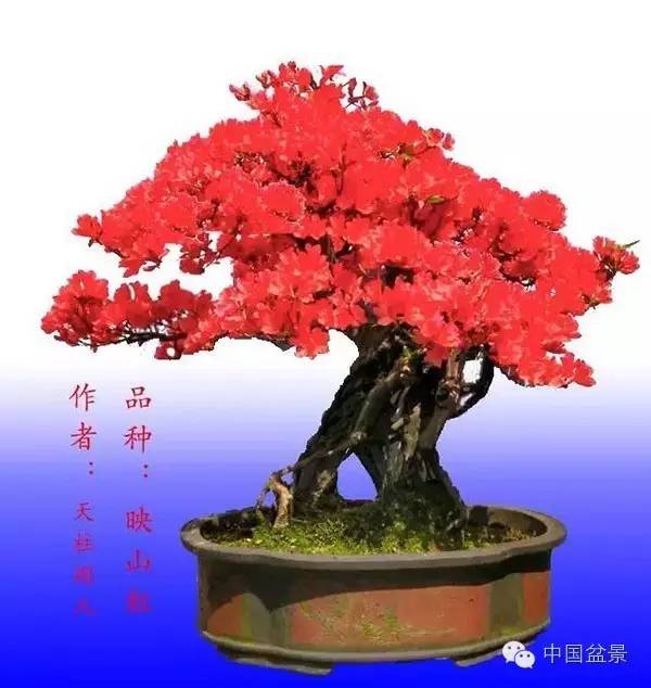 绚丽多彩杜鹃花 盆景养护有诀窍