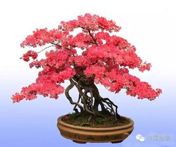 绚丽多彩杜鹃花 盆景养护有诀窍 图片