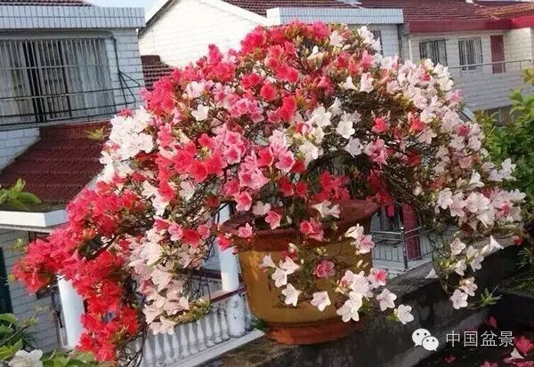 绚丽多彩杜鹃花 盆景养护有诀窍 图片