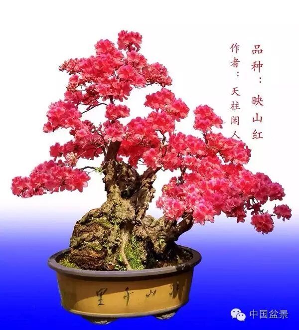 绚丽多彩杜鹃花 盆景养护有诀窍 图片
