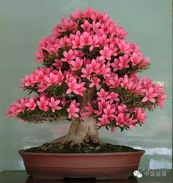 绚丽多彩杜鹃花 盆景养护有诀窍 图片