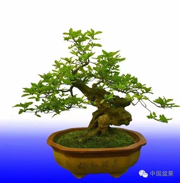 绚丽多彩杜鹃花 盆景养护有诀窍 图片