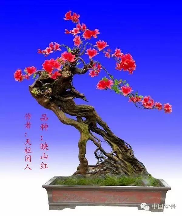 绚丽多彩杜鹃花 盆景养护有诀窍 图片