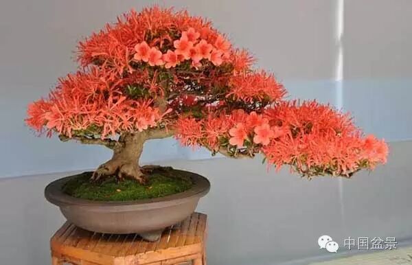 绚丽多彩杜鹃花 盆景养护有诀窍 图片