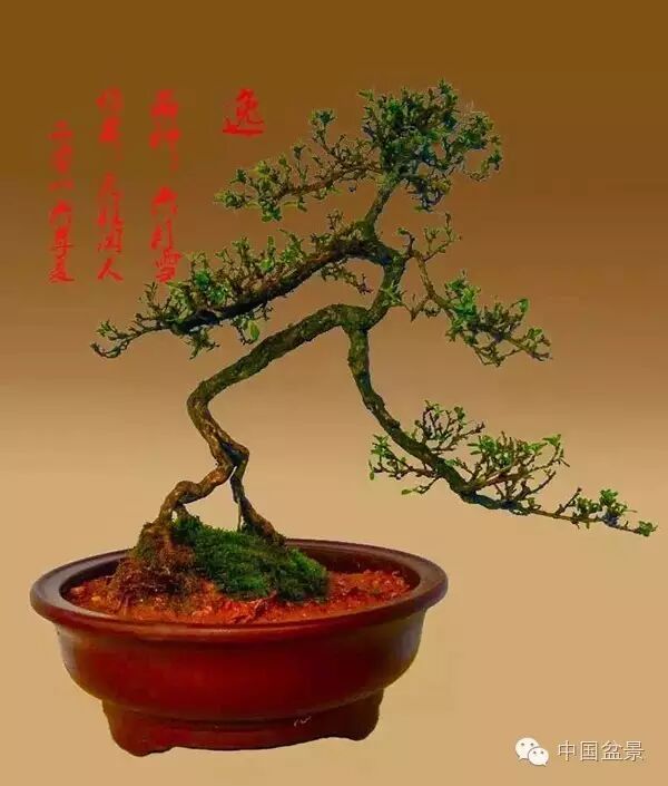 绚丽多彩杜鹃花 盆景养护有诀窍 图片