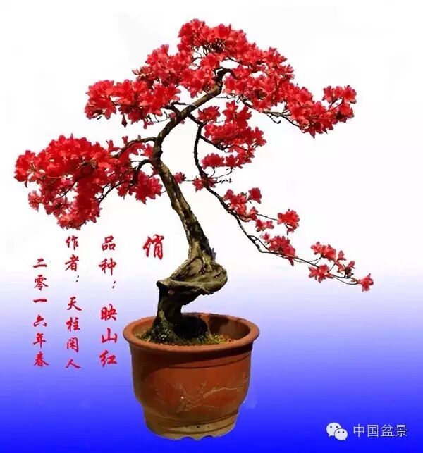 绚丽多彩杜鹃花 盆景养护有诀窍 图片