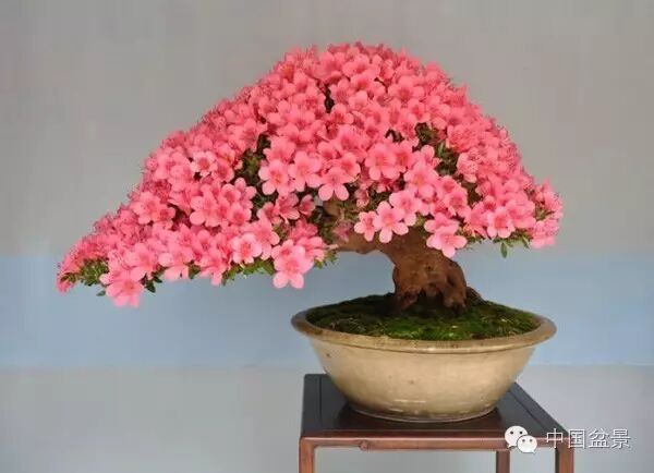 绚丽多彩杜鹃花 盆景养护有诀窍 图片