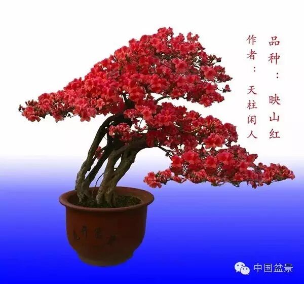 绚丽多彩杜鹃花 盆景养护有诀窍 图片
