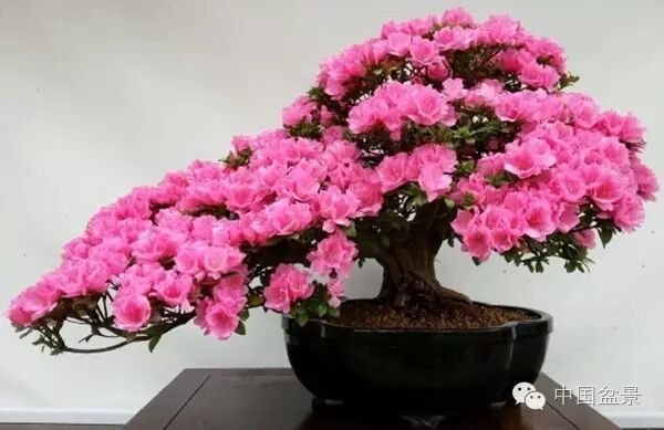 绚丽多彩杜鹃花 盆景养护有诀窍 图片
