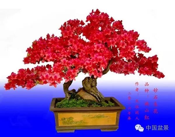 绚丽多彩杜鹃花 盆景养护有诀窍 图片