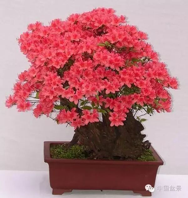 绚丽多彩杜鹃花 盆景养护有诀窍 图片