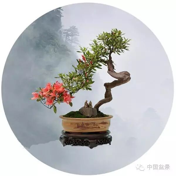 绚丽多彩杜鹃花 盆景养护有诀窍 图片