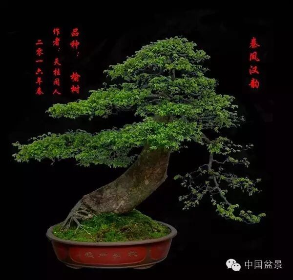 绚丽多彩杜鹃花 盆景养护有诀窍 图片