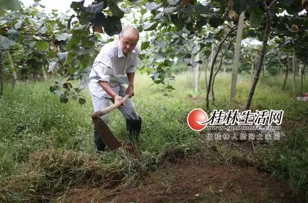 桂林七旬爷爷种8亩猕猴桃 母亲生二胎,只为救他一命,可谁知…-怀孕期