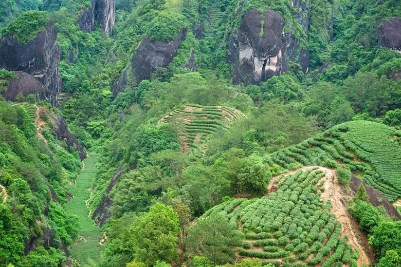 武夷岩茶核心产区——三坑两涧