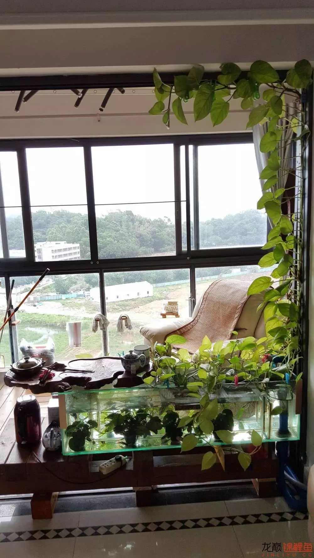 鱼缸的换水口,出水口,茶水出口.估计明年这一块可以全部爬满绿萝.