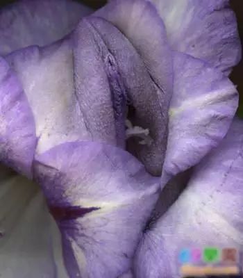 奇花异草 - 快乐者 快乐着 - shangshanruoshui的博客 奇花异草 - 快乐者 快乐着 - shangshanruoshui的博客