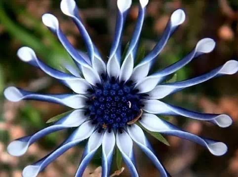 奇花异草 - 快乐者 快乐着 - shangshanruoshui的博客 奇花异草 - 快乐者 快乐着 - shangshanruoshui的博客