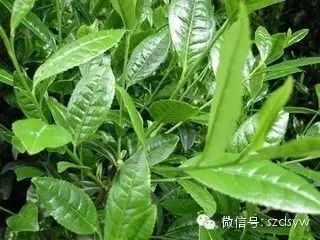 刘亦菲代言—苏州东山碧螺春