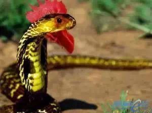 23.鸡冠蛇 蛇沼鬼城里开启了变身狂魔模式的鸡冠蛇.