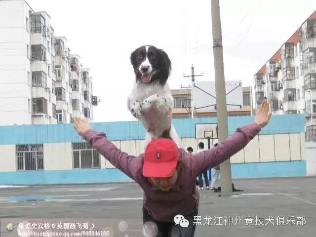 训练狗的步骤_训练狗教程视频_人犬训练方法有哪些