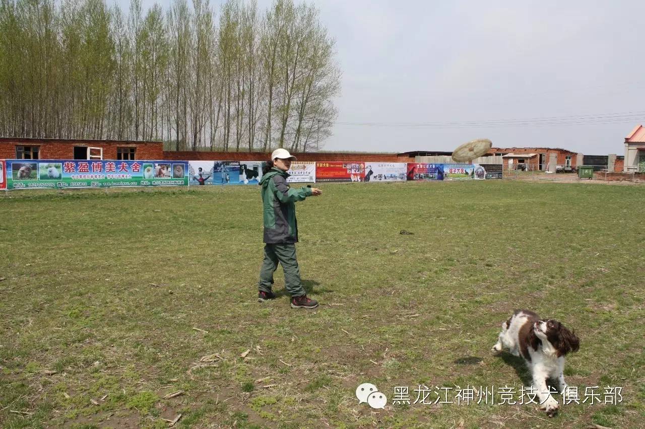 训练狗的步骤_人犬训练方法有哪些_训练狗教程视频