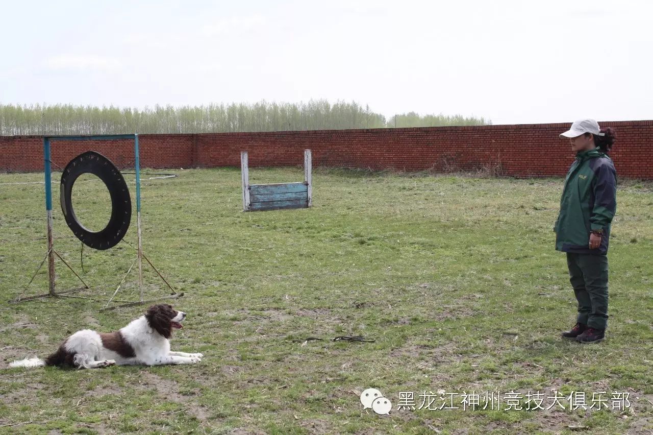 人犬训练方法有哪些_训练狗教程视频_训练狗的步骤